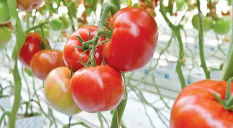 تصویر 3 از گوجه فرنگی گلخانه ای صادراتی رسیده آبدار استاندارد